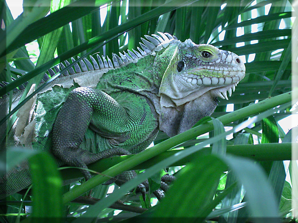 Escritorio De Animales Reptiles Iguanas Iguana Cambiando Piel