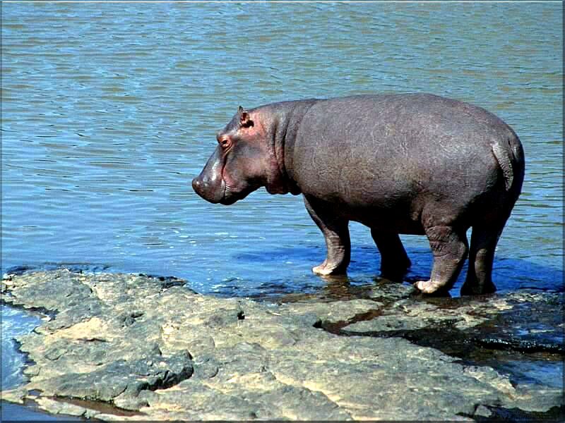 Hippo Wallpaper Background