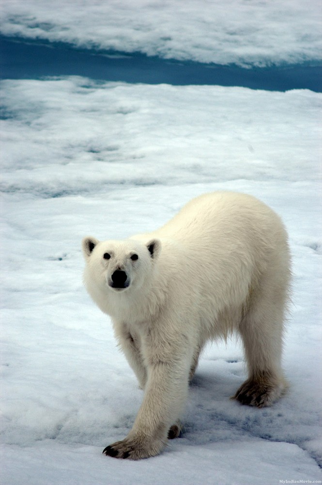Polar Bear Desktop HD Wallpaper Pictures