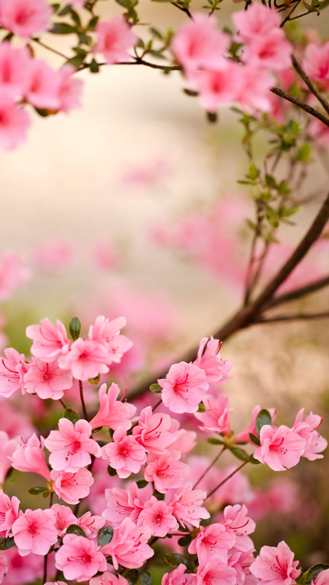 Download Pink And White Spring Flower Iphone Wallpaper  Wallpaperscom