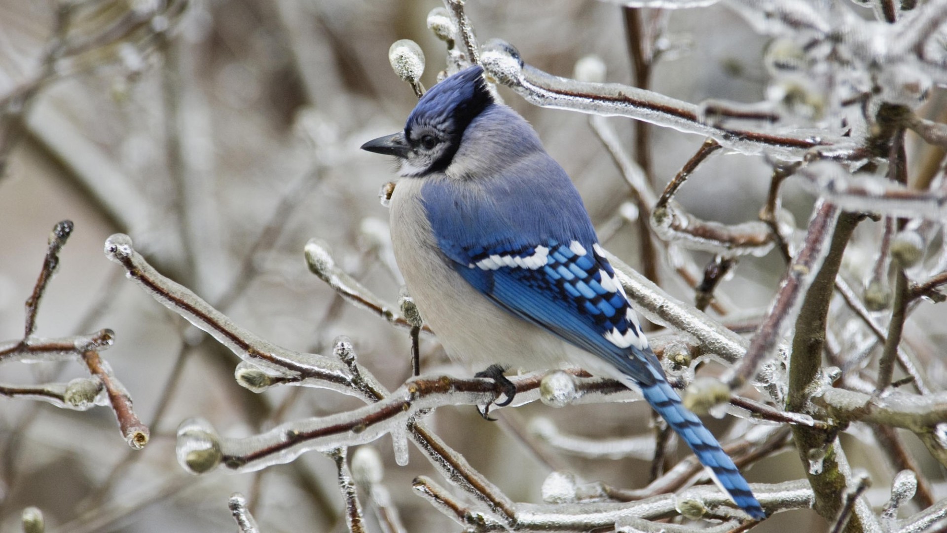Blue Jay Bird Wallpaper In HD And Many Other