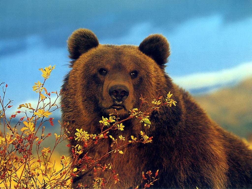 Grizzly Bear Desktop Wallpaper