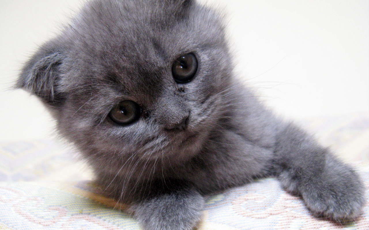 Grey Lovely Cat Cute Wallpaper Canadian Pet Care Image