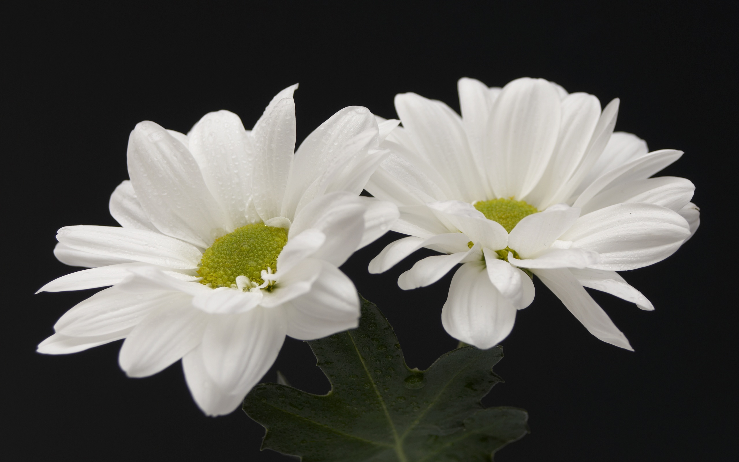 White Flowers Wallpaper