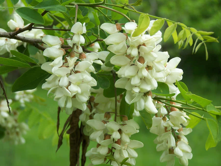 Black Locust Wallpaper