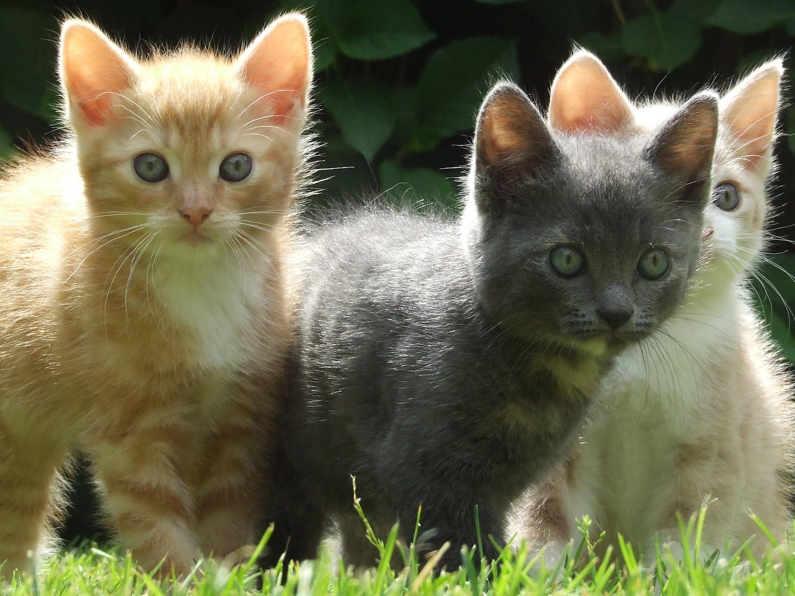 Kittens Wallpaper Pets Cute And Docile
