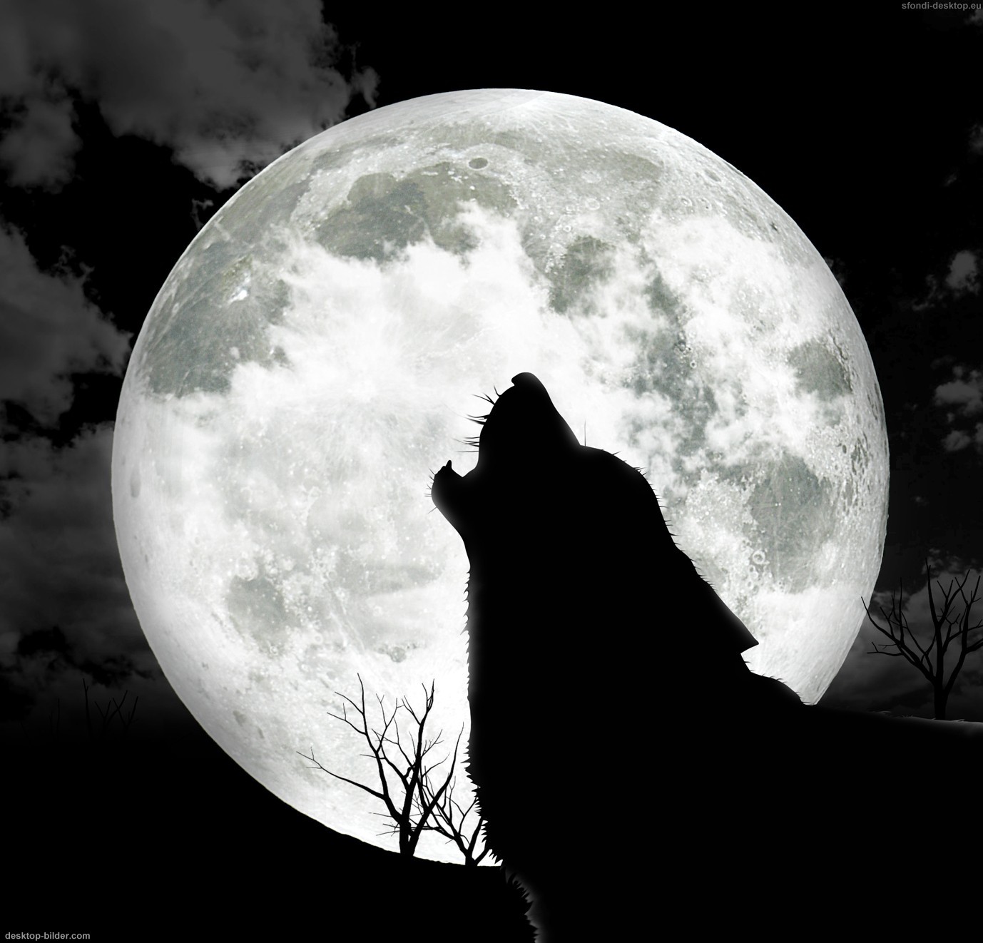 Similar Great HD Wolf Live Wallpaper Howling Photos