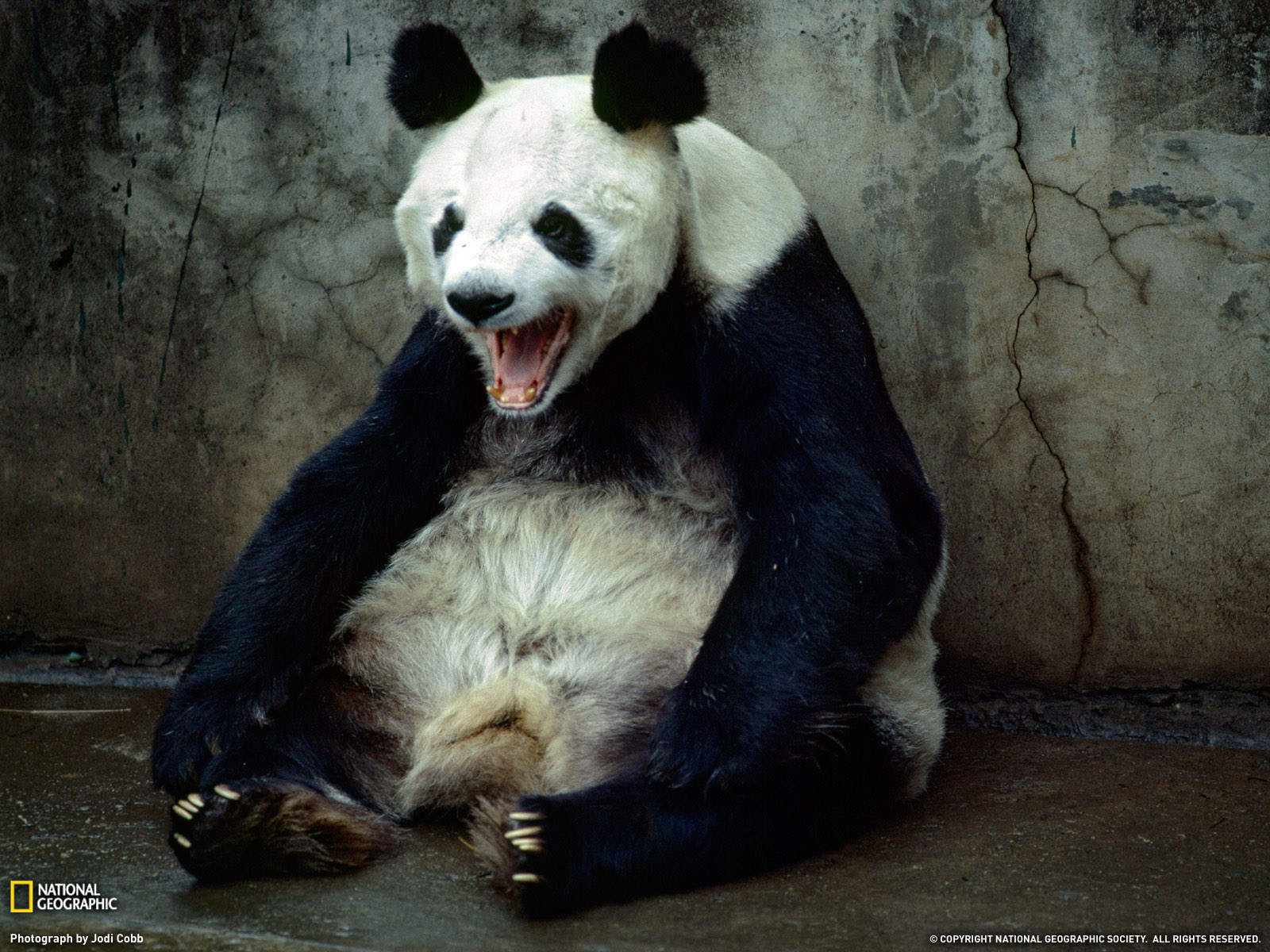Panda Bear Wallpaper Desktop