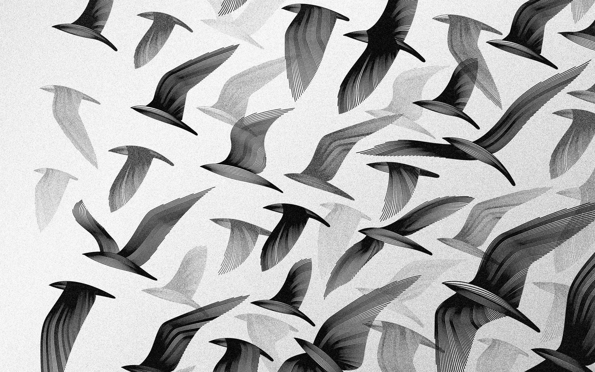 Black And White Flock HD Wallpaper