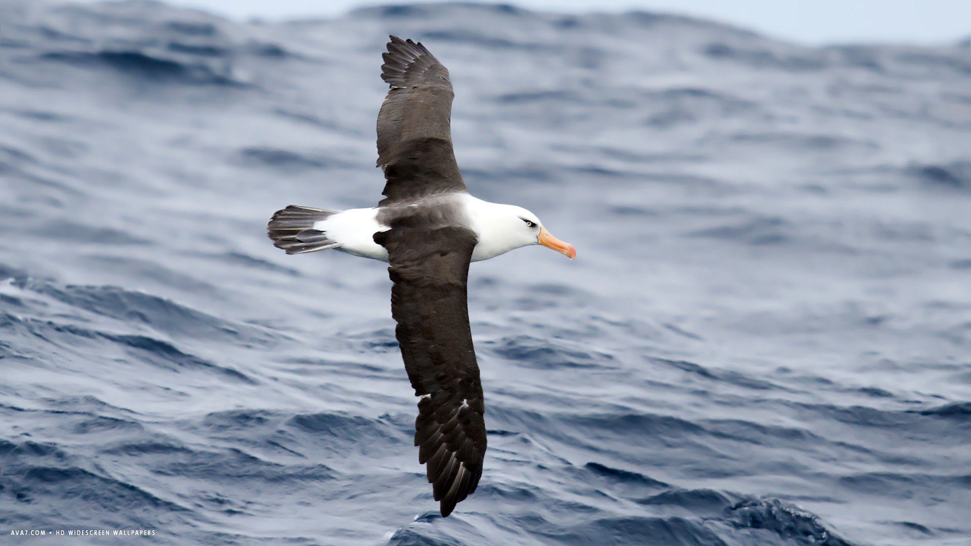 Albatross Campbell Thalassarche Impavida Bird Sea Waves HD
