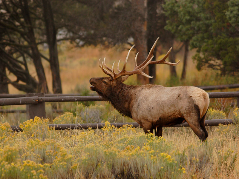 Bull Elk Fighting Wallpaper And He S Willing To Fight