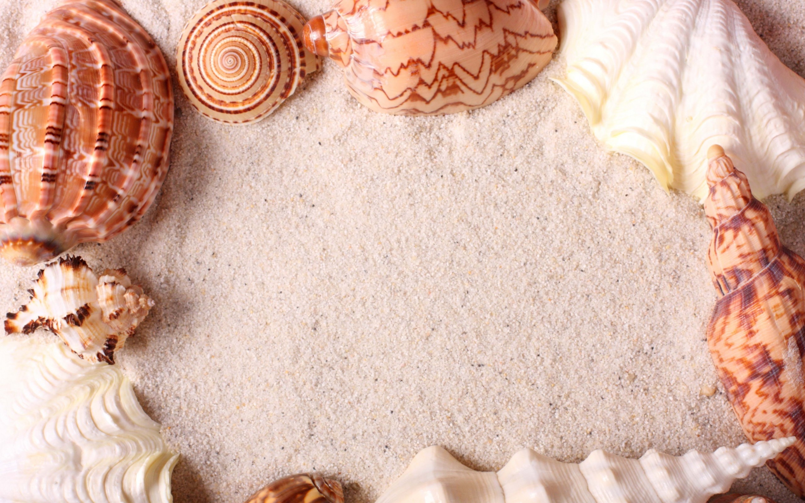 Seashells White Sand Wallpaper
