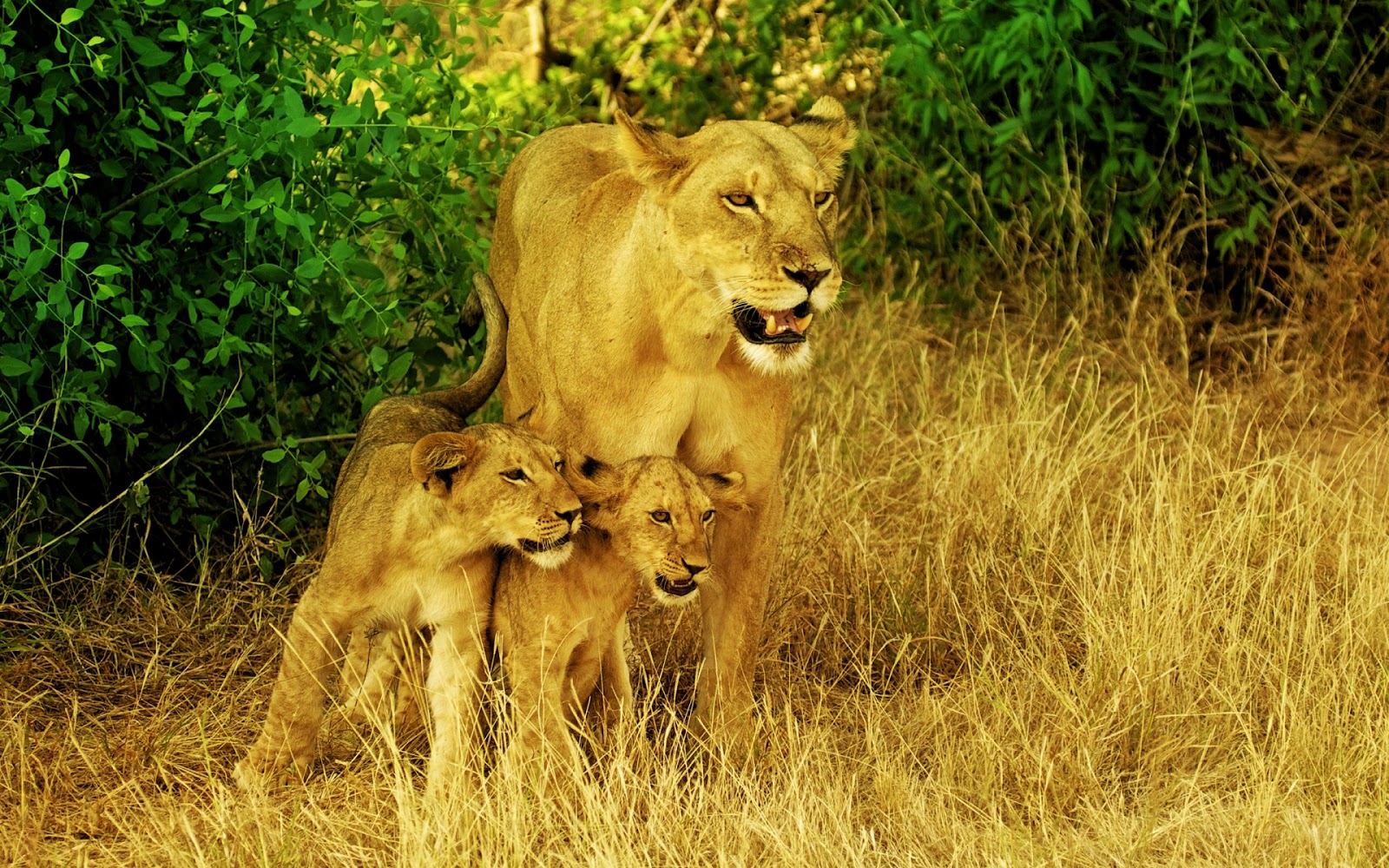 Africas Lions Family Full HD Desktop Wallpaper 1080p