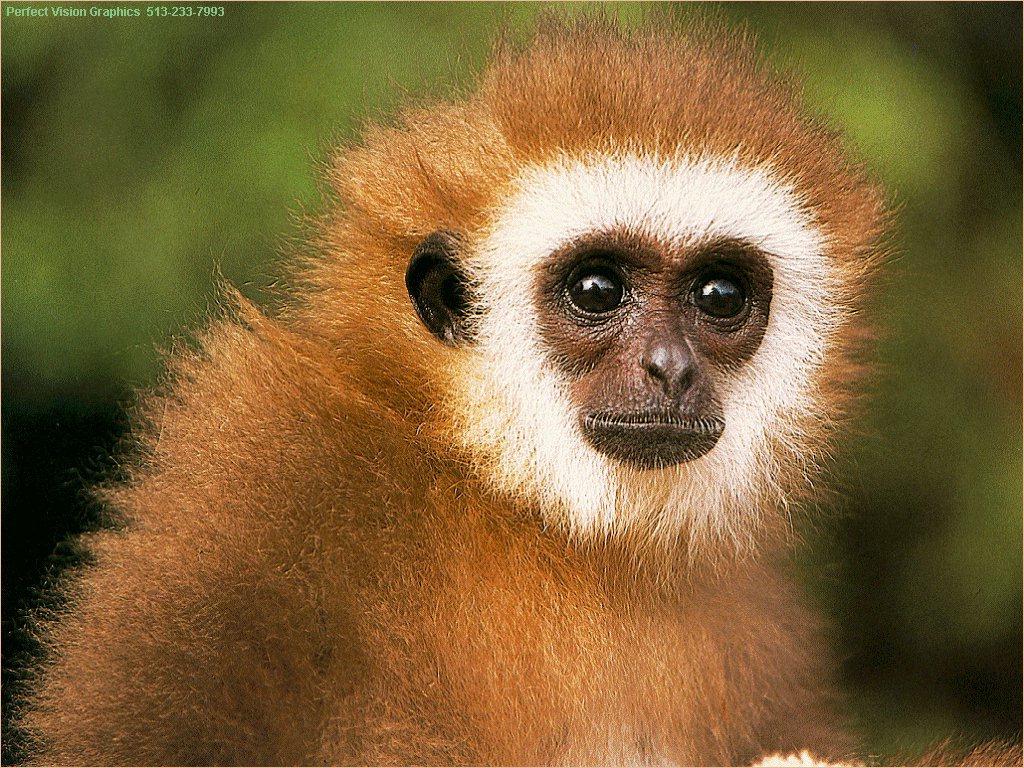 Cute Baby Spider Monkeys HD Wallpaper In Animals Imageci