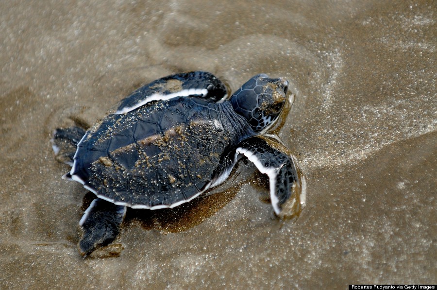 Baby Sea Turtles Will Soon Start Emerging From Their Nests Photos