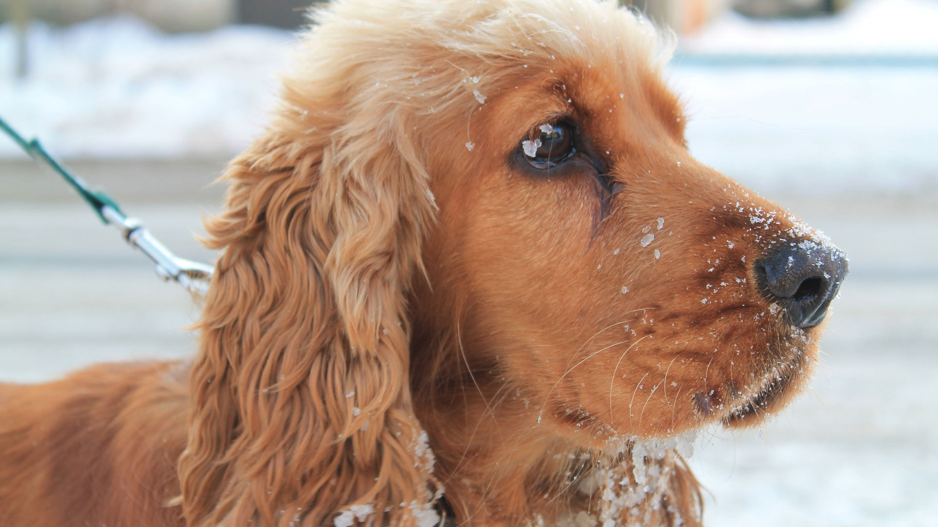 Spaniel In Snow Wallpaper And Image Pictures Photos