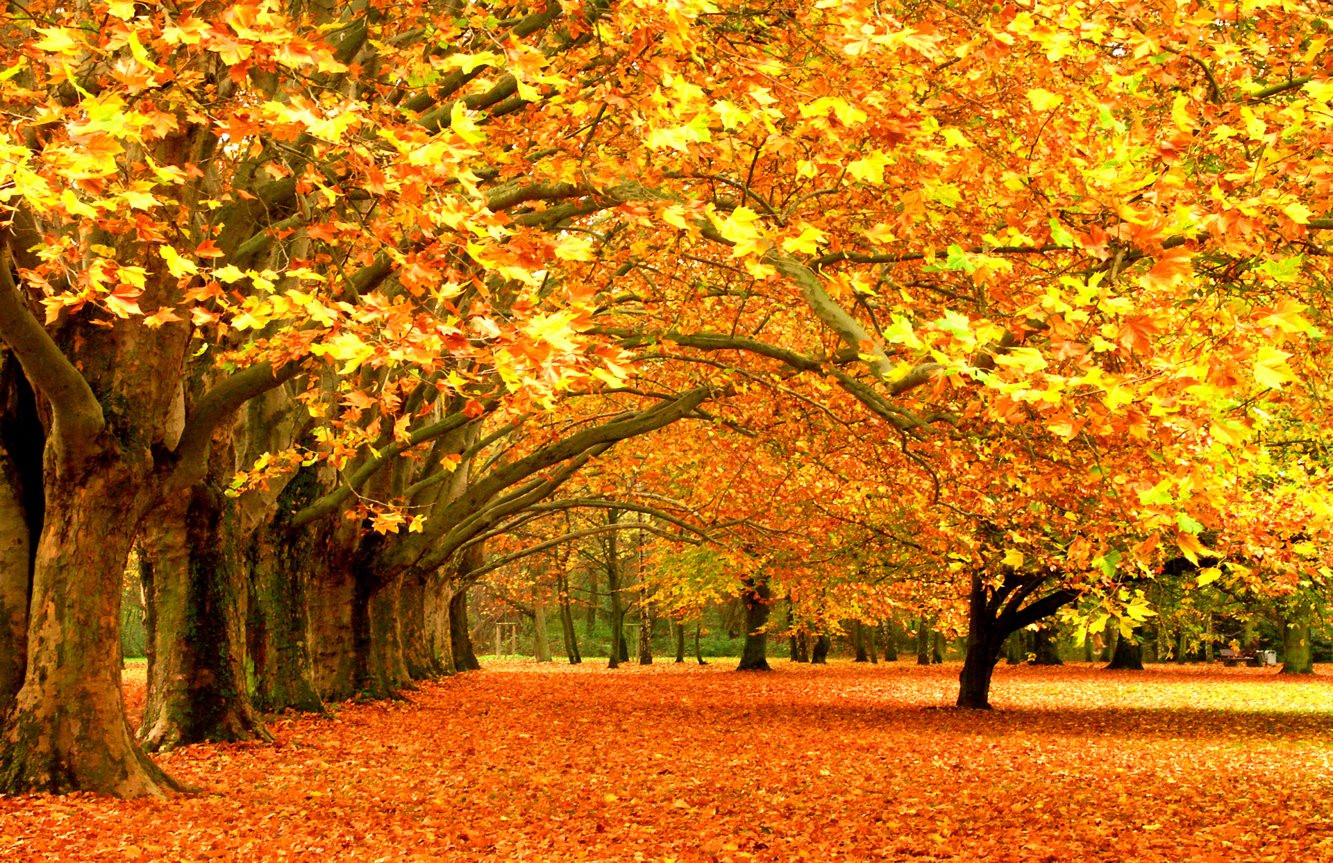 Beautiful Autumn Forest Wallpaper Pc