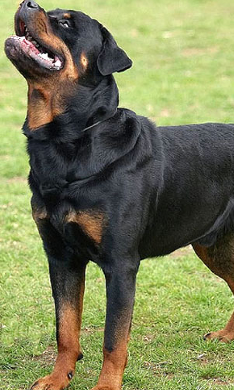 Rottweiler HD Live Wallpapers Live wallpapers HD for Android free