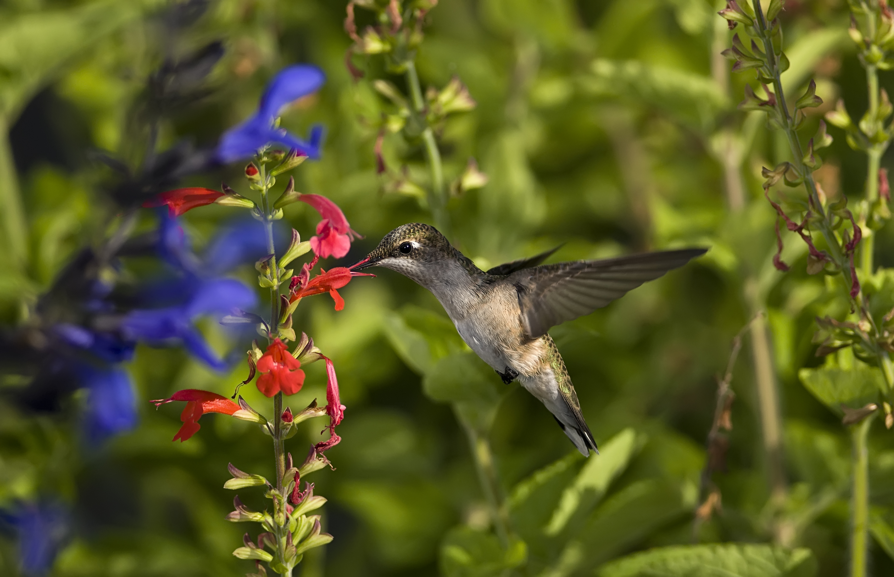 Animals Hummingbirds Flowers Photo Wallpaper