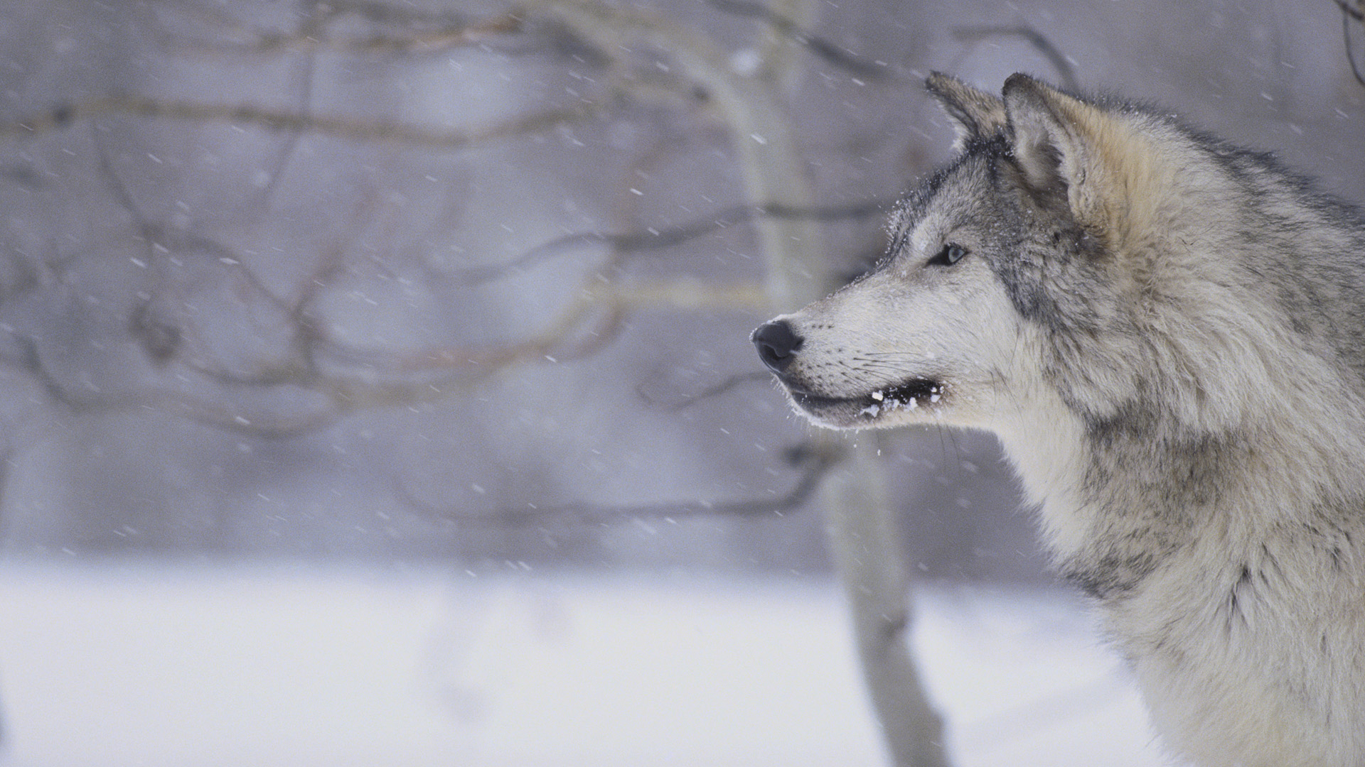 Image Gray Wolf In Snow Tweet HD Wallpaper Animals Photo