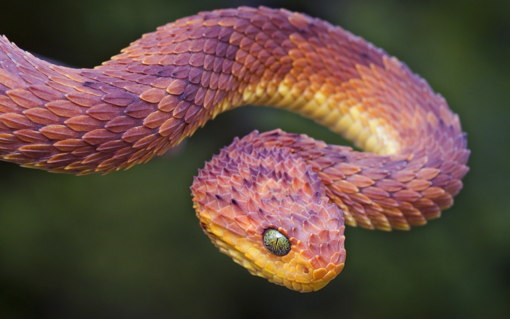 Bush Viper Snake HD Wallpaper