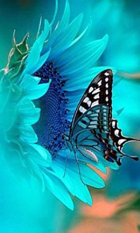 Turquoise Butterfly Floral Wallpaper Designs Photographs