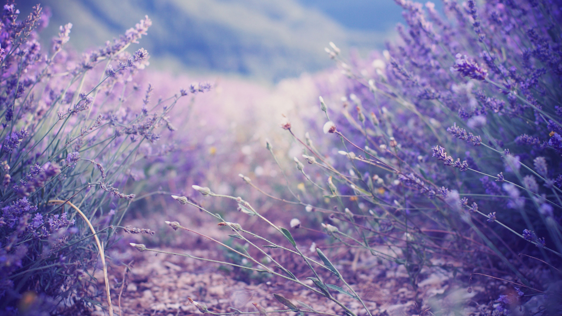 Lavender Flowers Wallpaper High Definition Quality