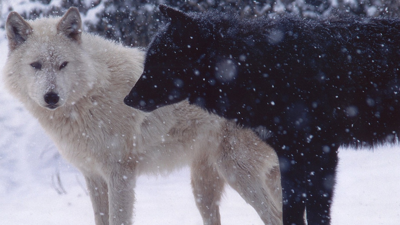 Wallpaper Wolves Pair Predator Snow Dogs Laptop