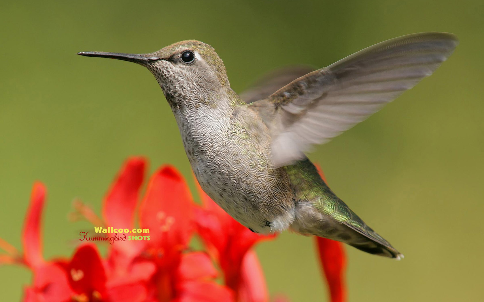 Hummingbird Photography Widescreen Hummingbirds Wallpaper