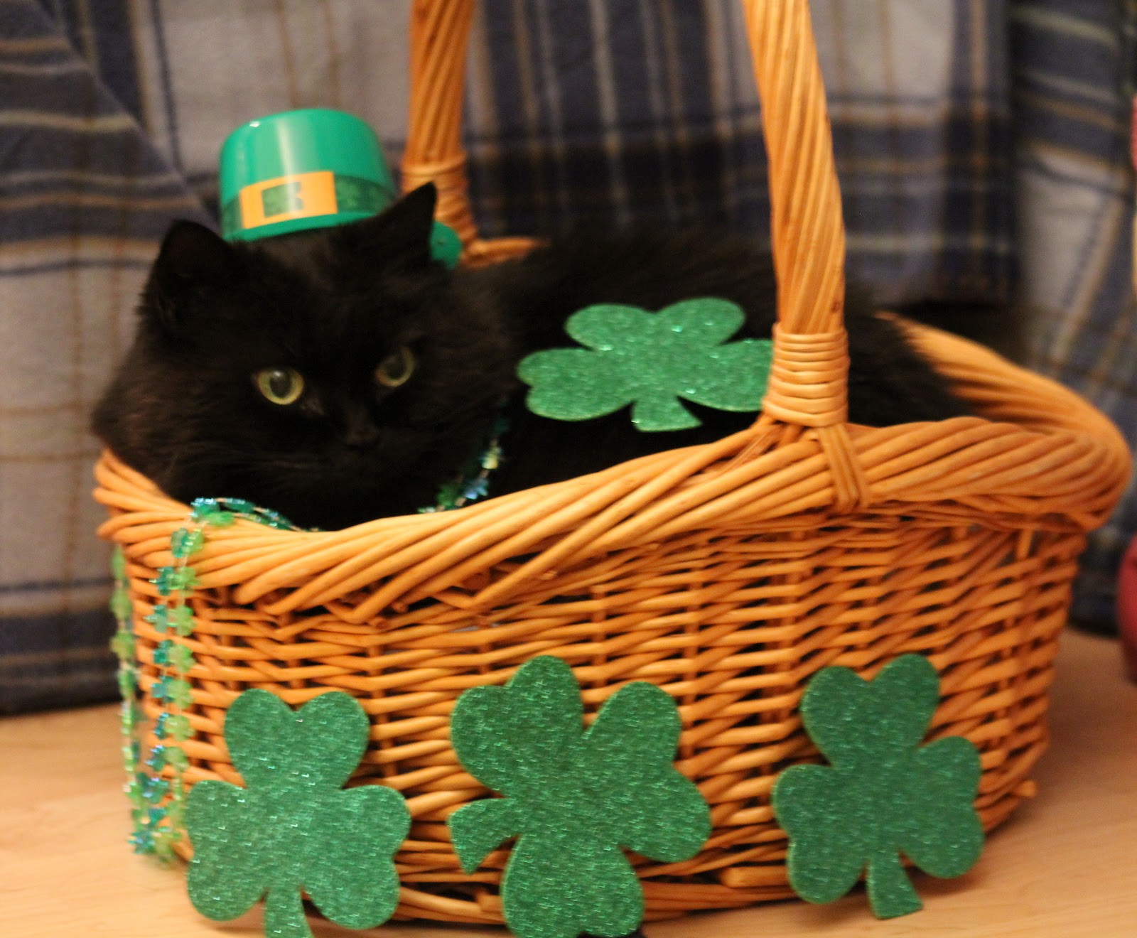 Image St Patrick S Day Cat Pc Android iPhone And iPad Wallpaper