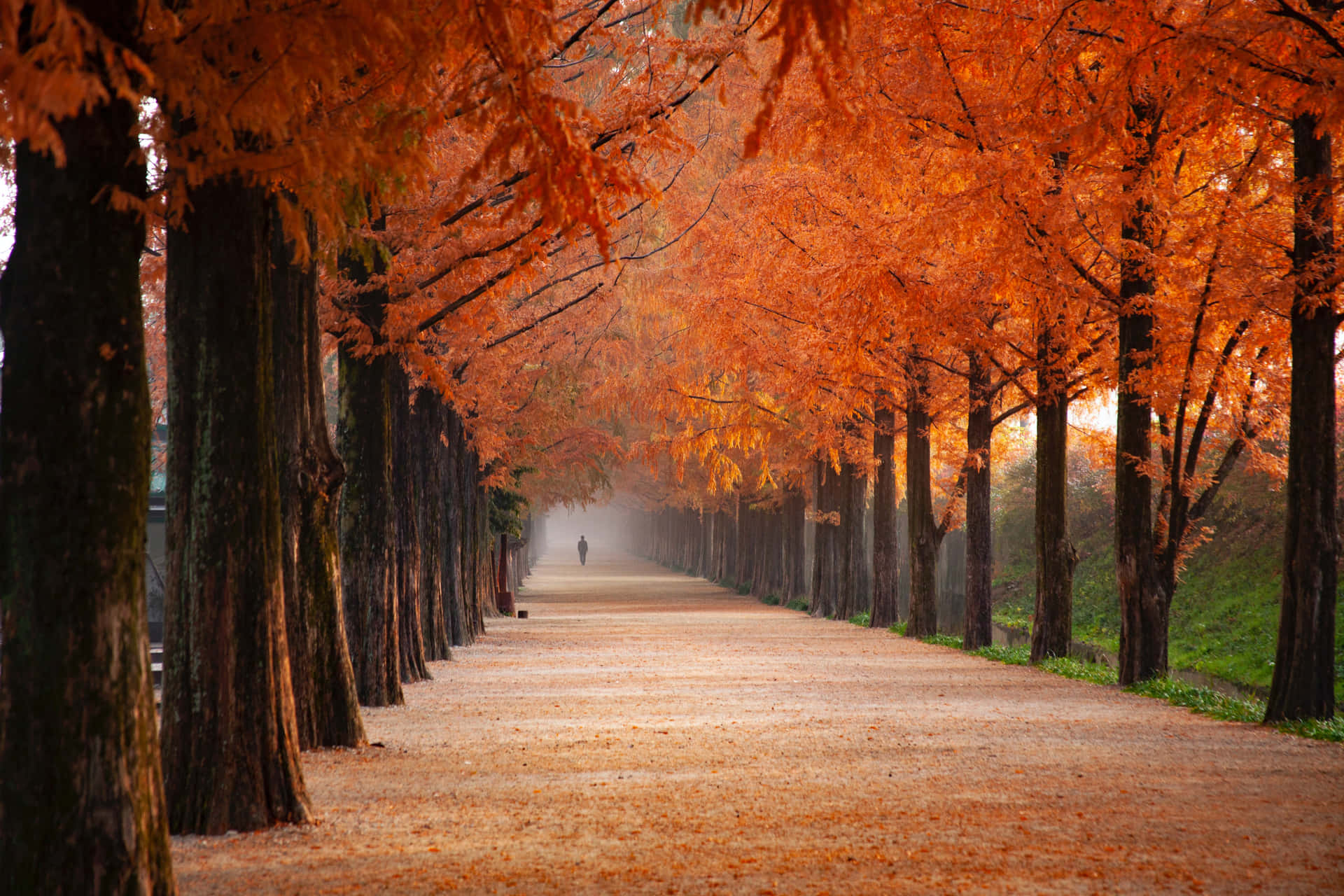 Early Fall Wallpaper