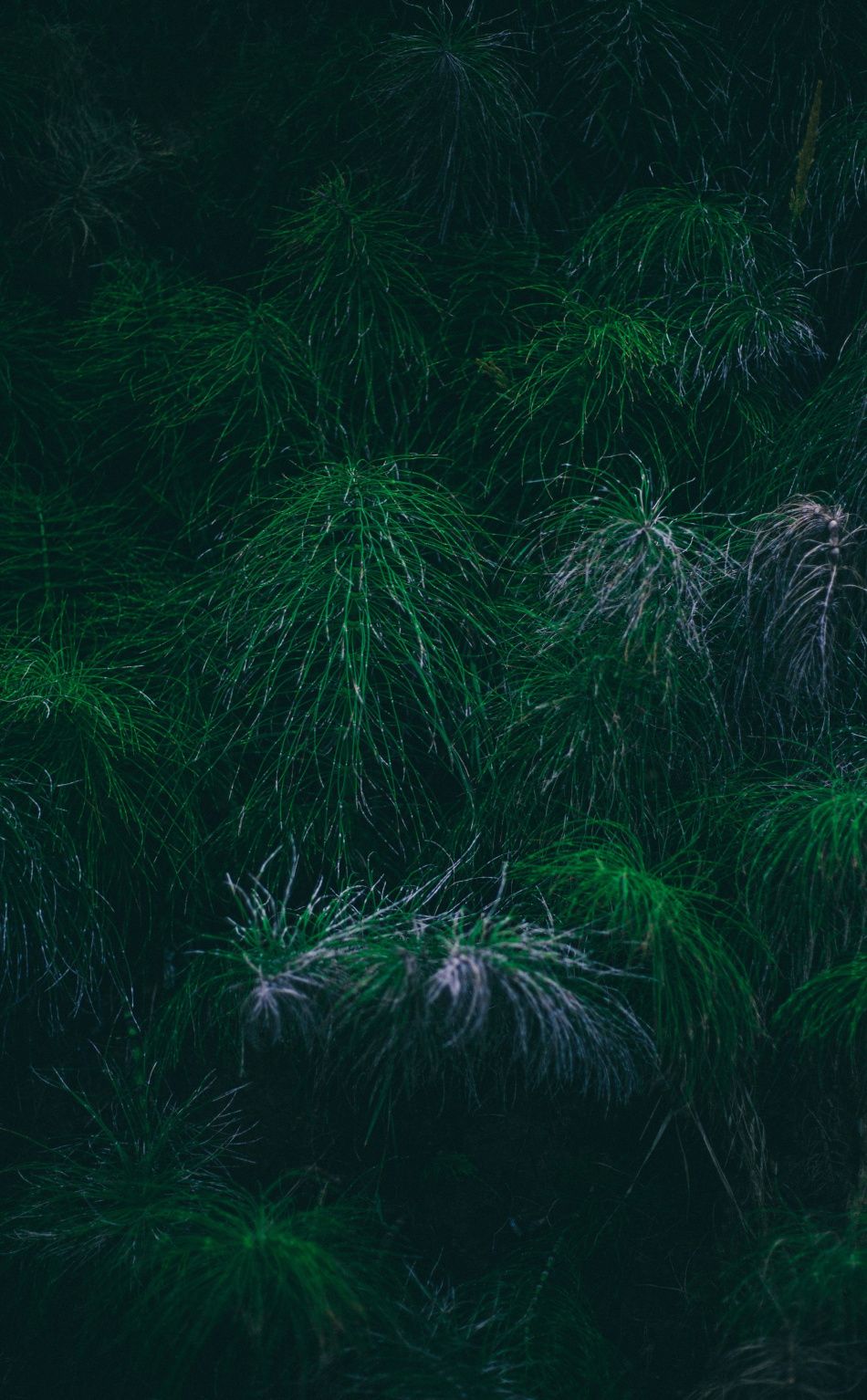 Tree Branches Green Spikes Wallpaper In With
