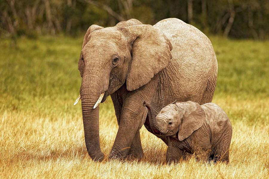 Image Cute Mama And Baby Elephant Pictures