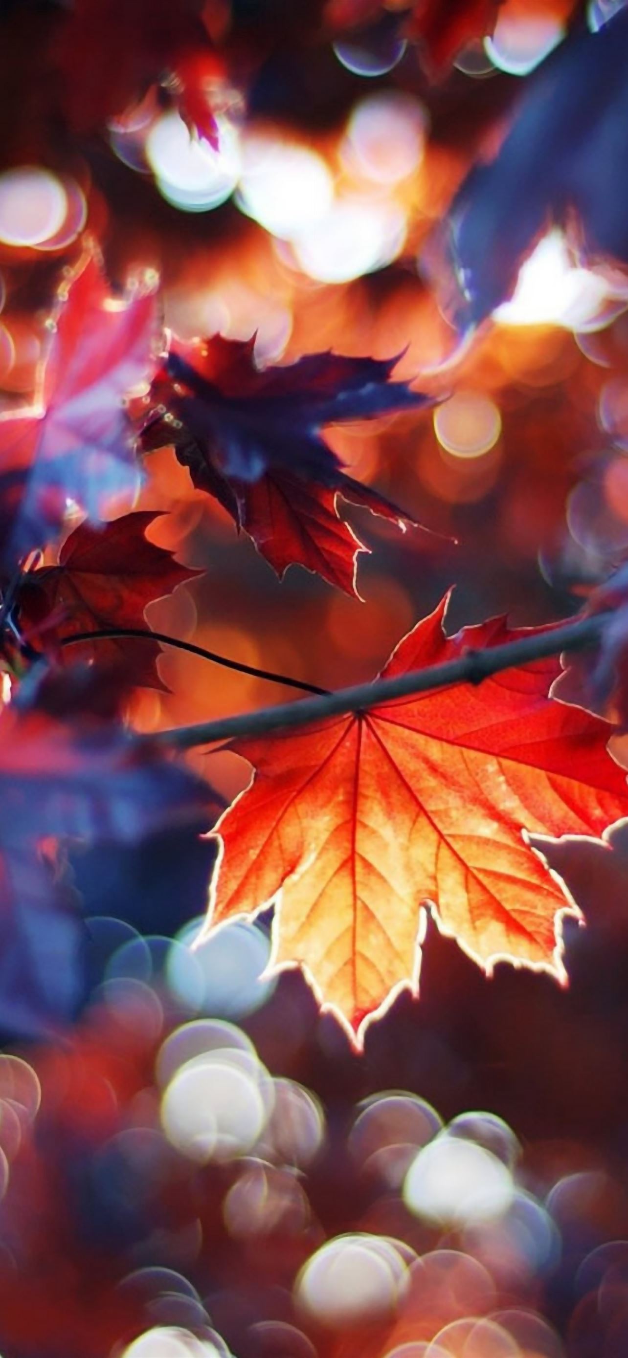 Autumn Leaves iPhone Wallpaper