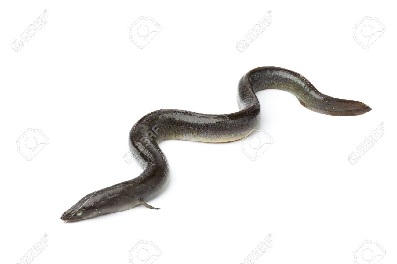 Fresh European Eel On White Background Stock Photo Picture And