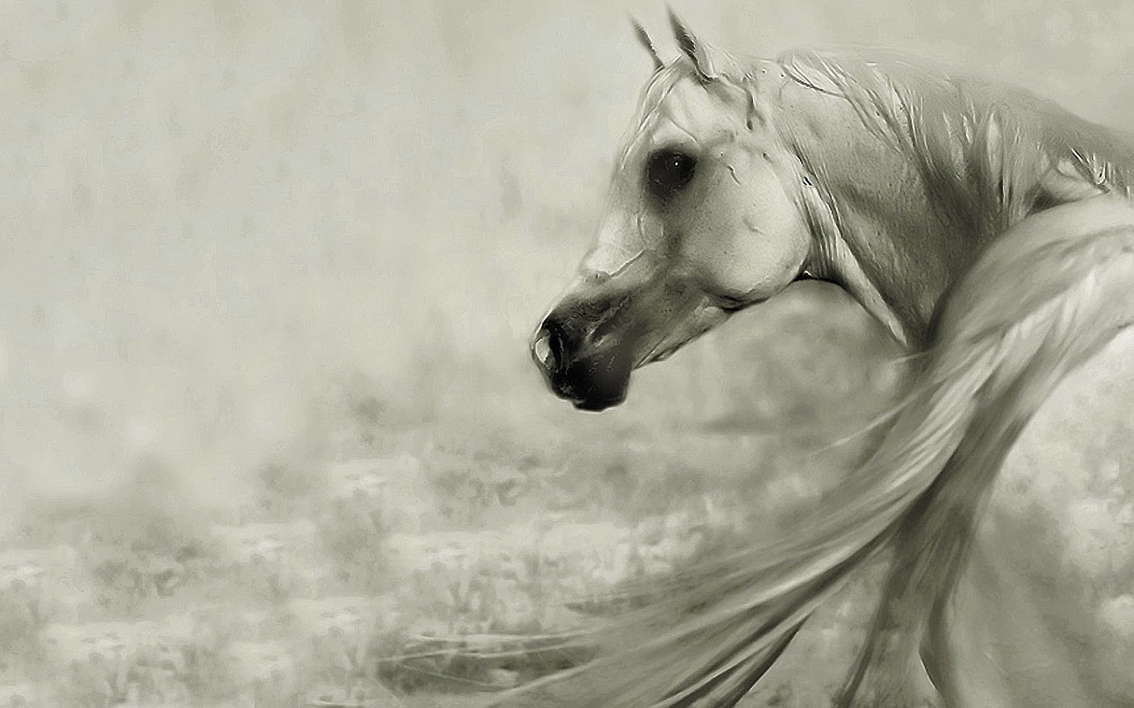 Beautiful Wallpaper White Horse