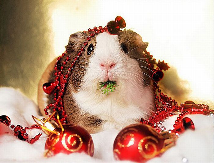 Christmas Animals Cute Funny New Image And