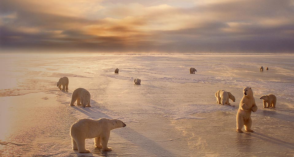 Polar Bears Near Churchill Manitoba