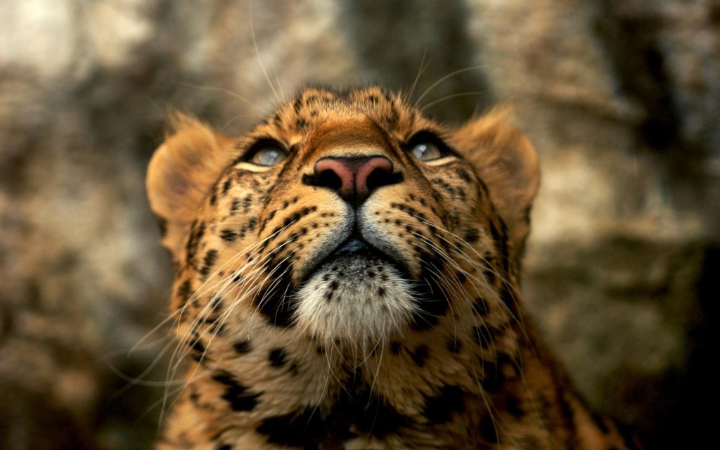 Tiger Widescreen HD Wallpaper Search More Wild Animals High