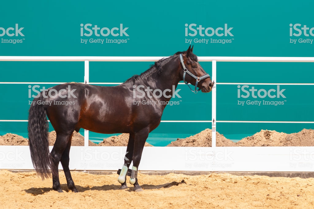 Free download Sorrel Horse Stands On Turquoise Color Background In The