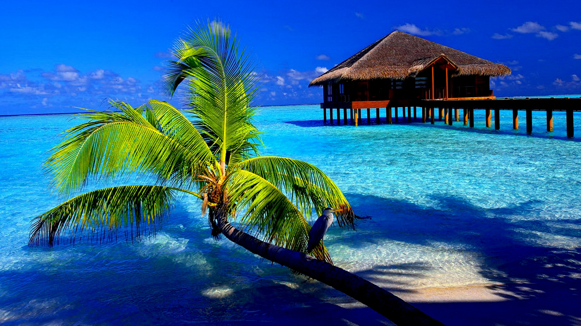 Tropical Background HD Wallpaper