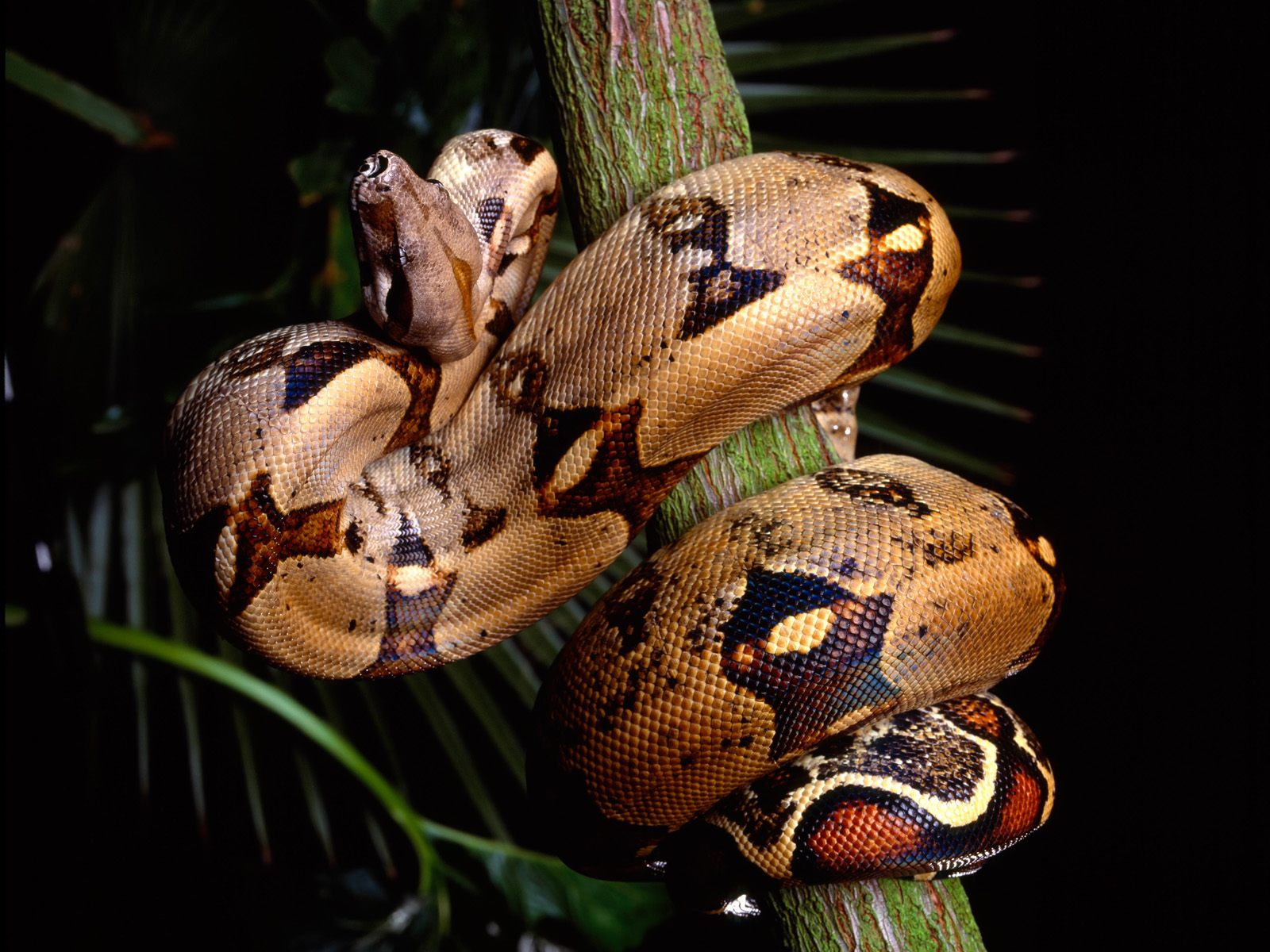 Desktop Snake Wallpaper HD Snakes Orange Brown Jpg
