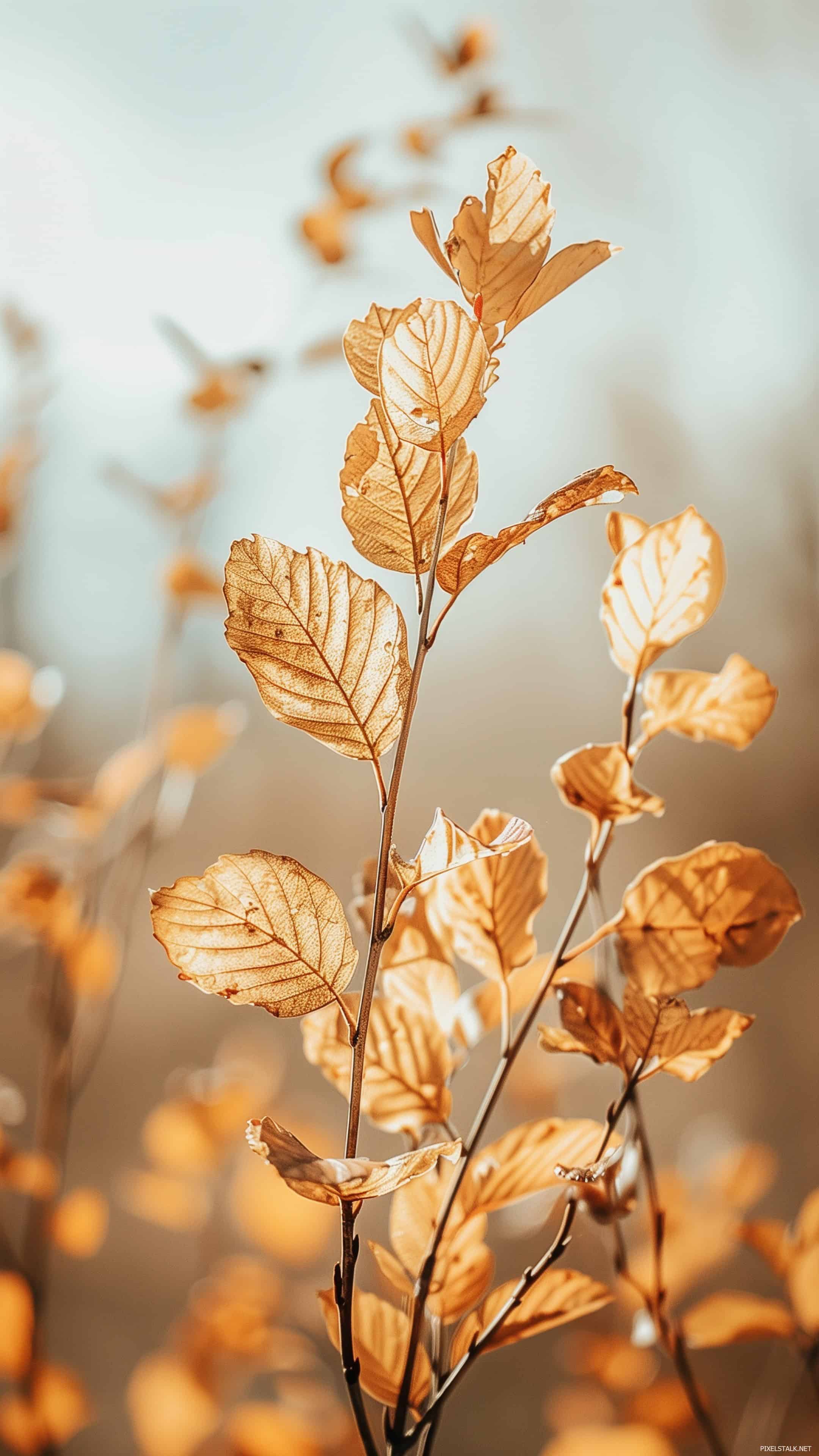 Autumn Phone Wallpaper