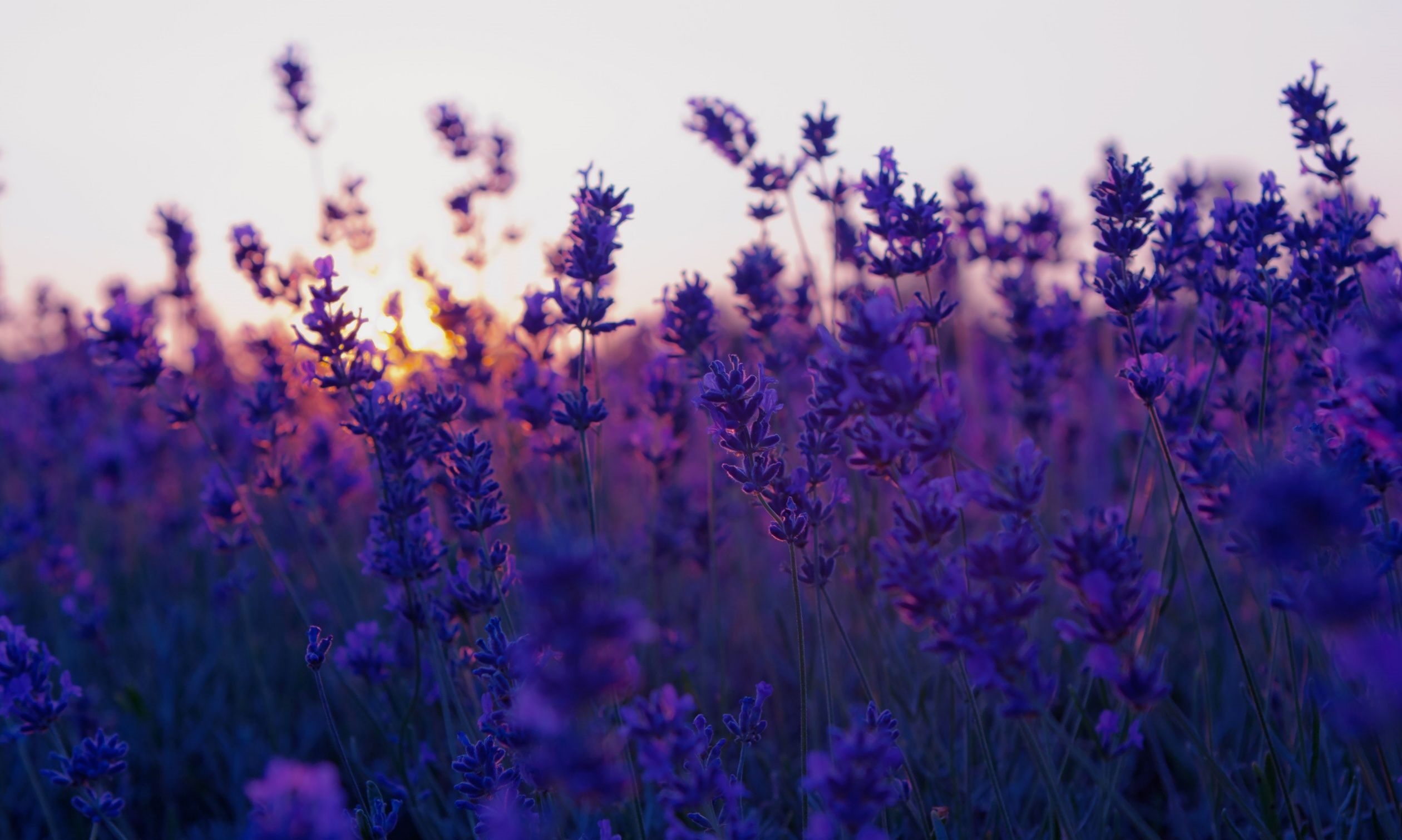 A breathtaking field of lavender flowers bathed in the warm glow of the setting sun, creating a stunning purple aesthetic