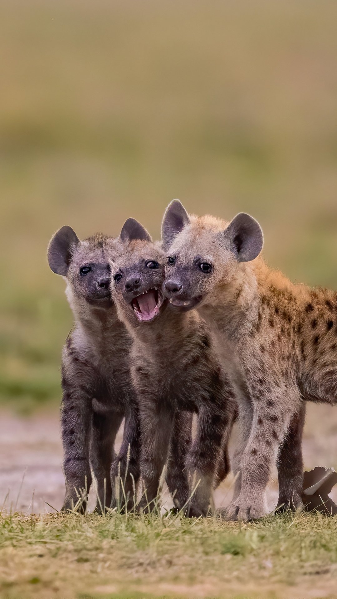 Animal Hyena