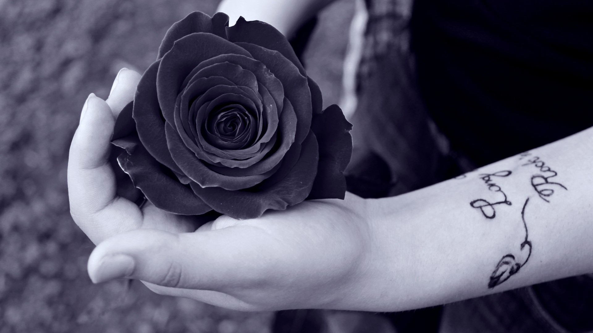 Romantic Black Rose Wallpaper