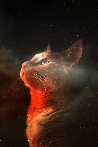 Space Cat iPhone Wallpaper Amazing For
