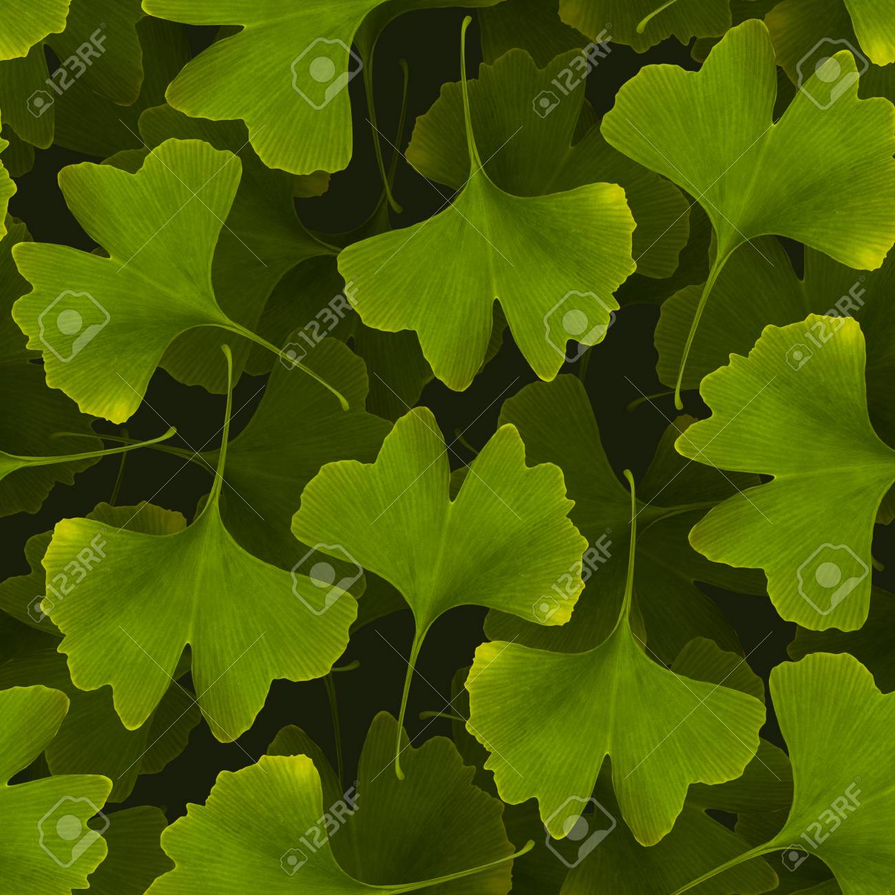 Ginkgo Biloba Seamless Pattern Green Leaf Medicinal Plant