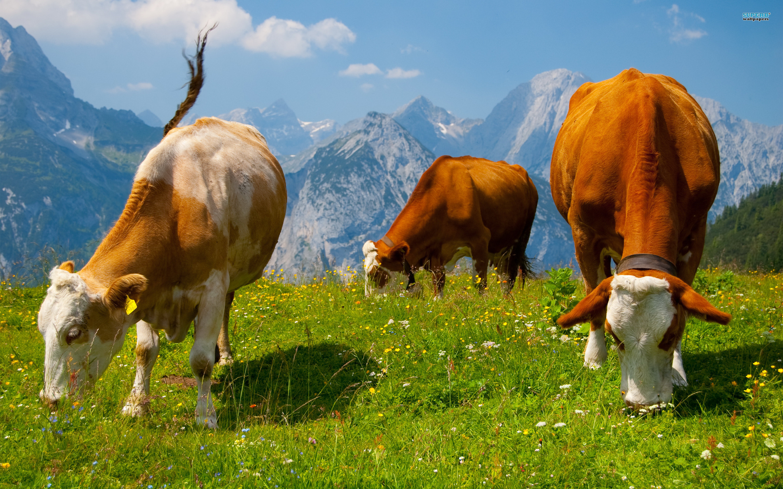 Cow HD Wallpaper For Pc Amazing Wallpaperz