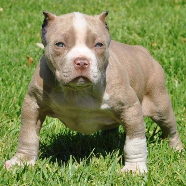 Pit Bull Puppies Funny Pet Wallpaper Red Nose Pitbull
